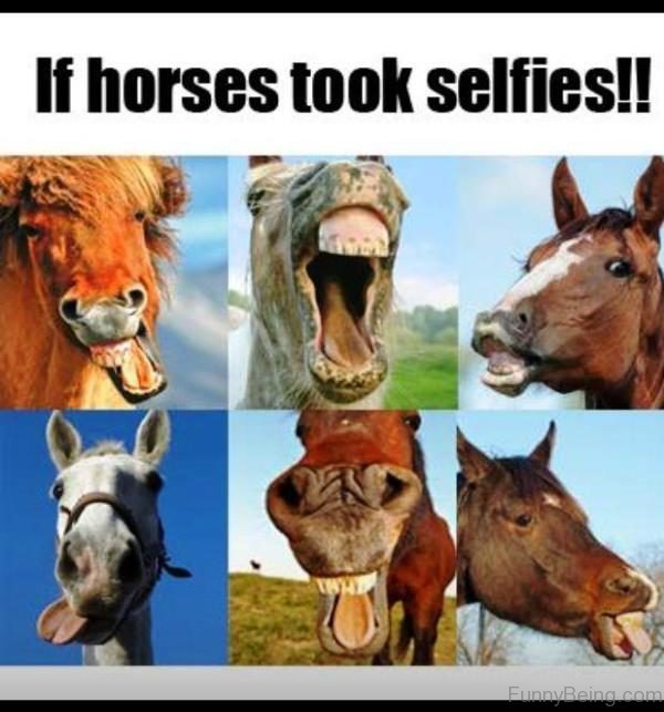 If Horses Took Selfies